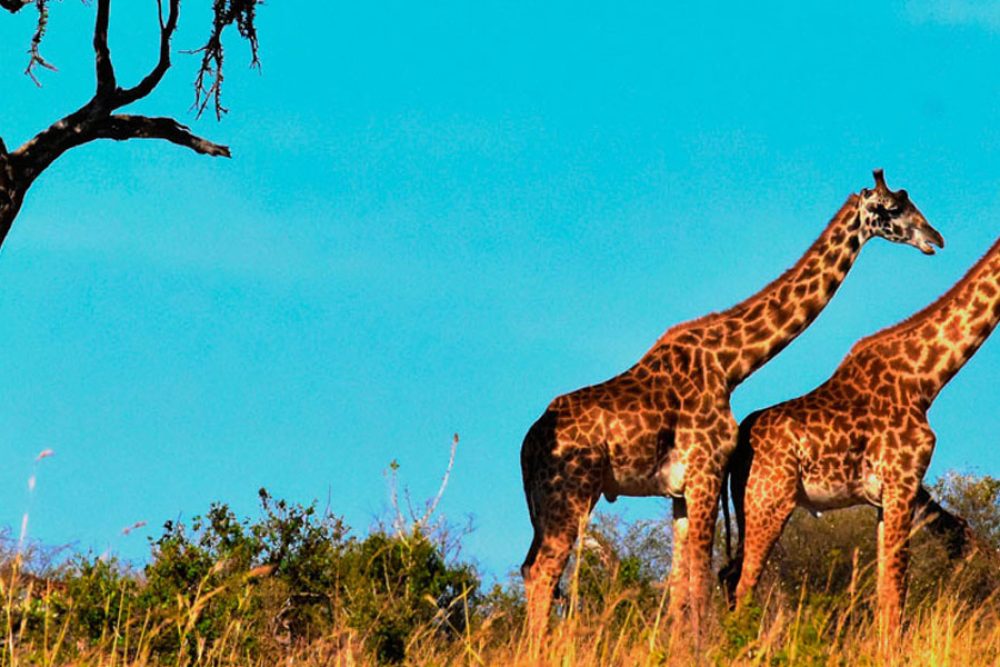 3-days-adventure-tanzania-safari