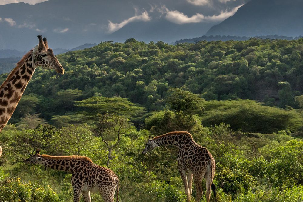 7-days-adventure-tanzania-safari-banner-2