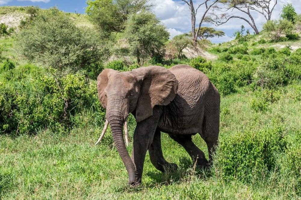8-days-adventure-tanzania-safari