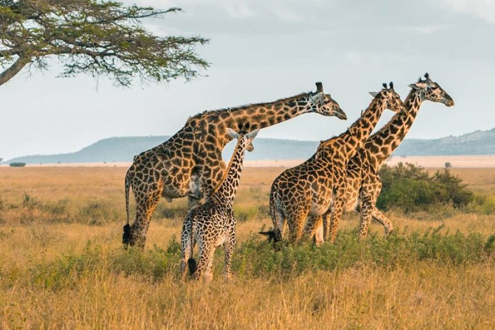 9-days-adventure-tanzania-safari